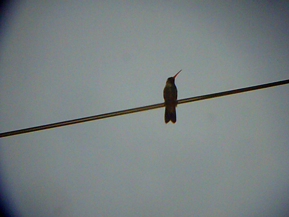 tanımsız Trochilidae sp. - ML169384401