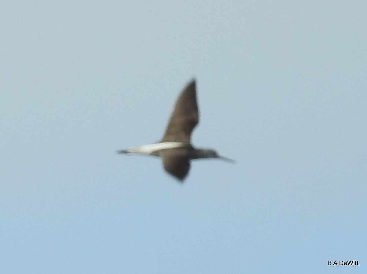 Common Greenshank - Barbara DeWitt