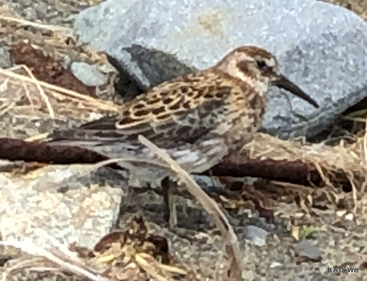 Rock Sandpiper - ML169388871