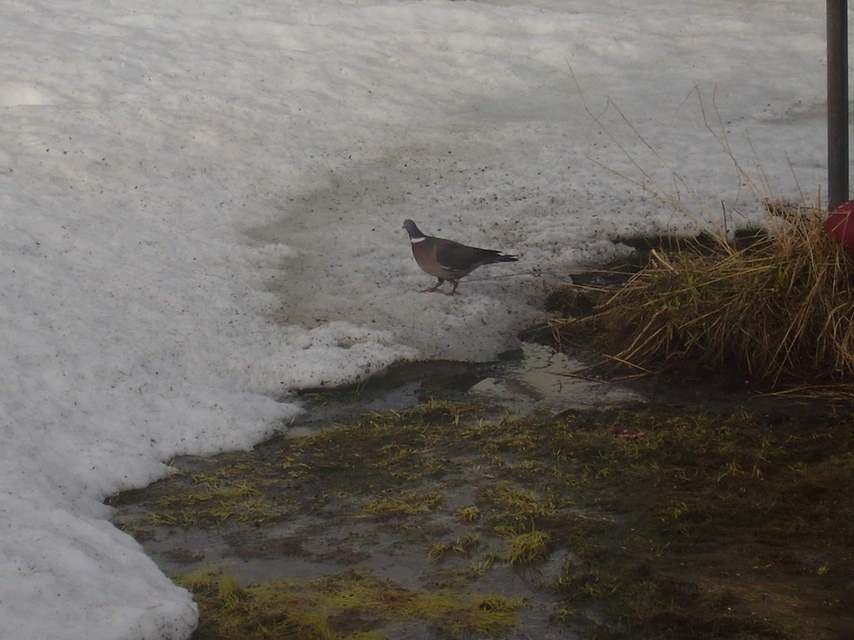 Common Wood-Pigeon - Adam Desjardins