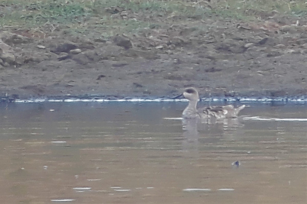 Marbled Duck - ML169389731