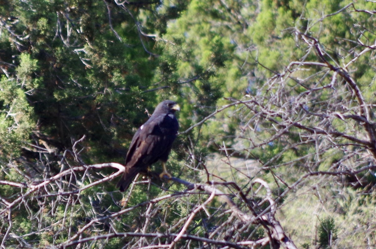 Common Black Hawk - ML169391911