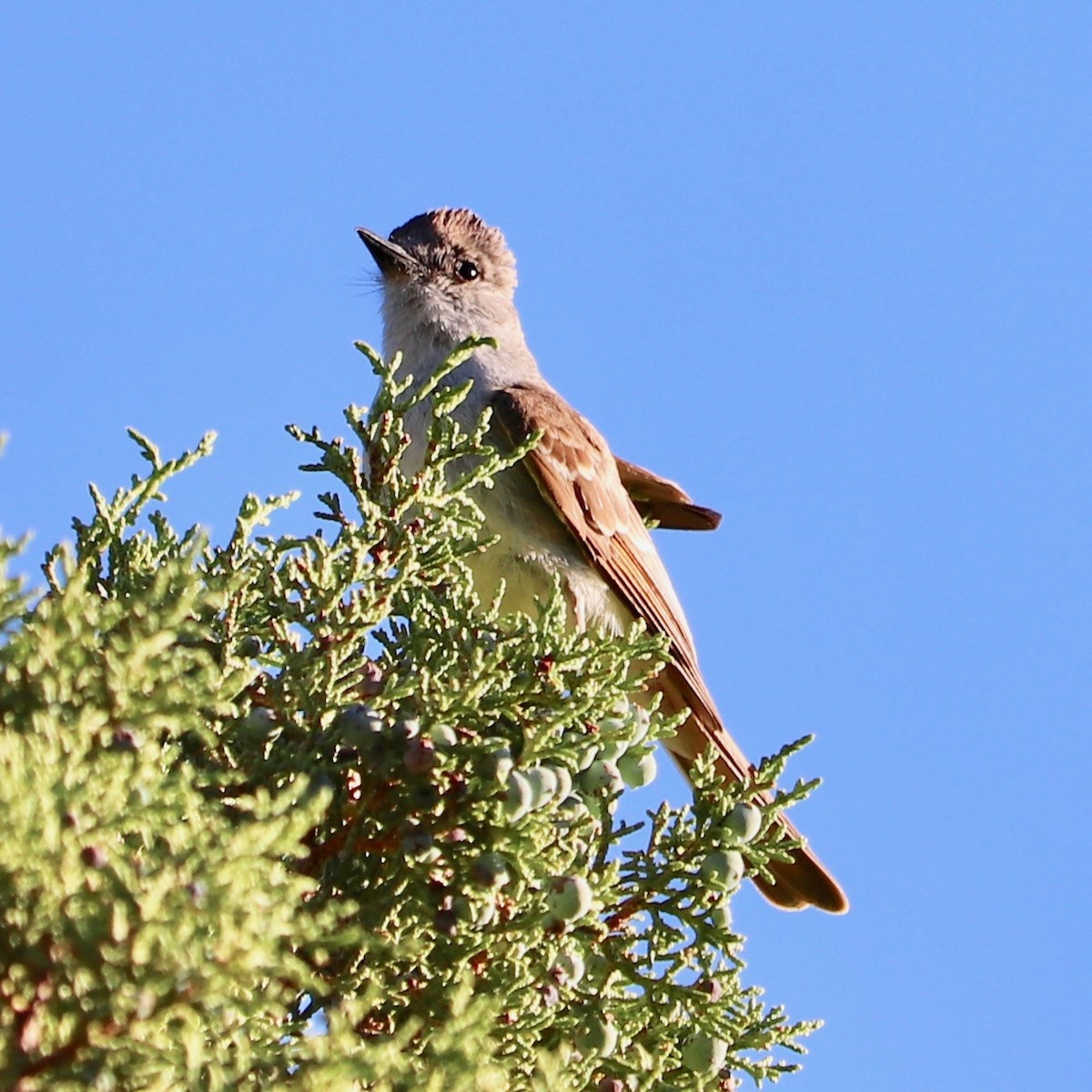 Ash-throated Flycatcher - ML169392691