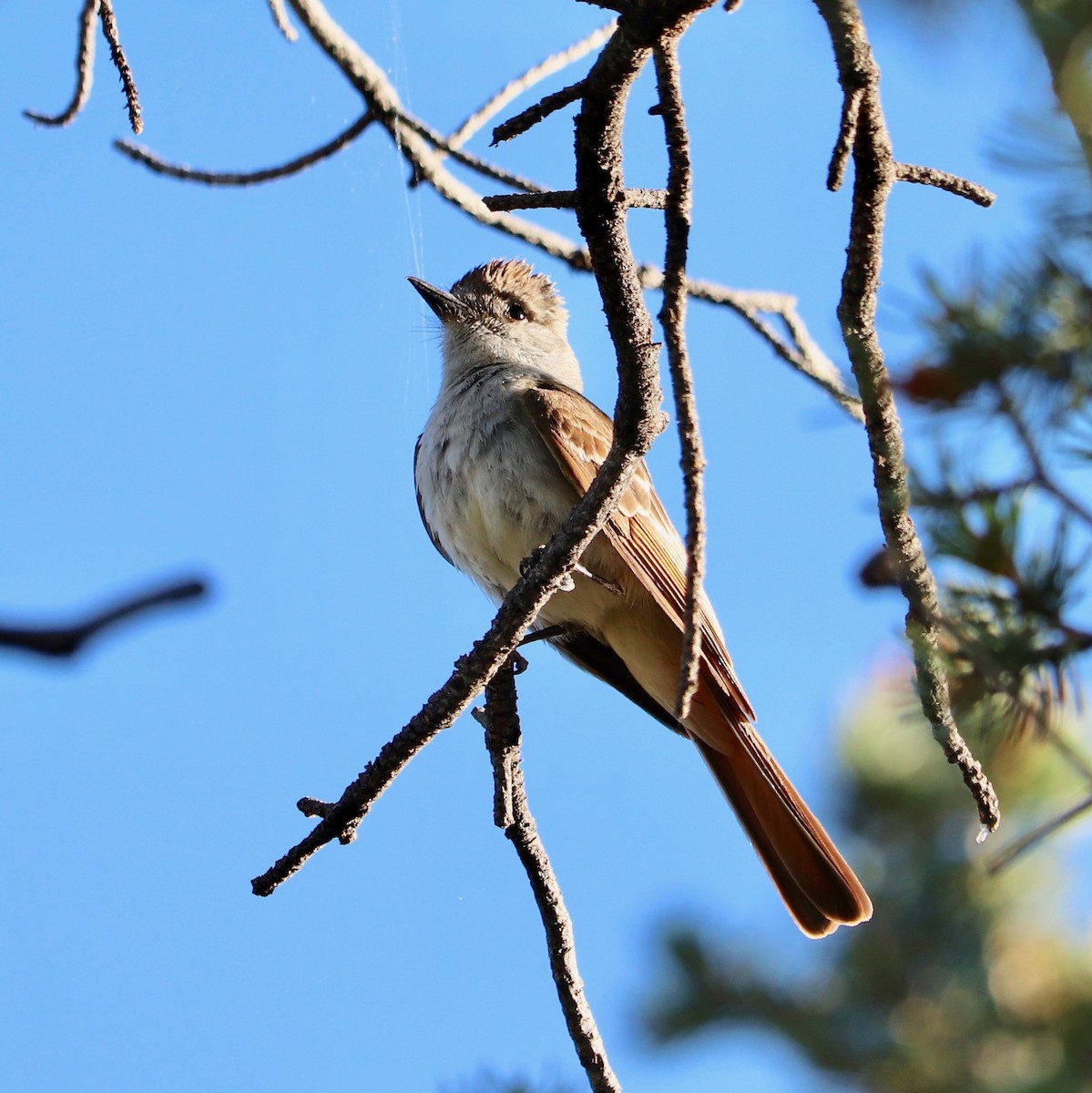 Ash-throated Flycatcher - ML169392711