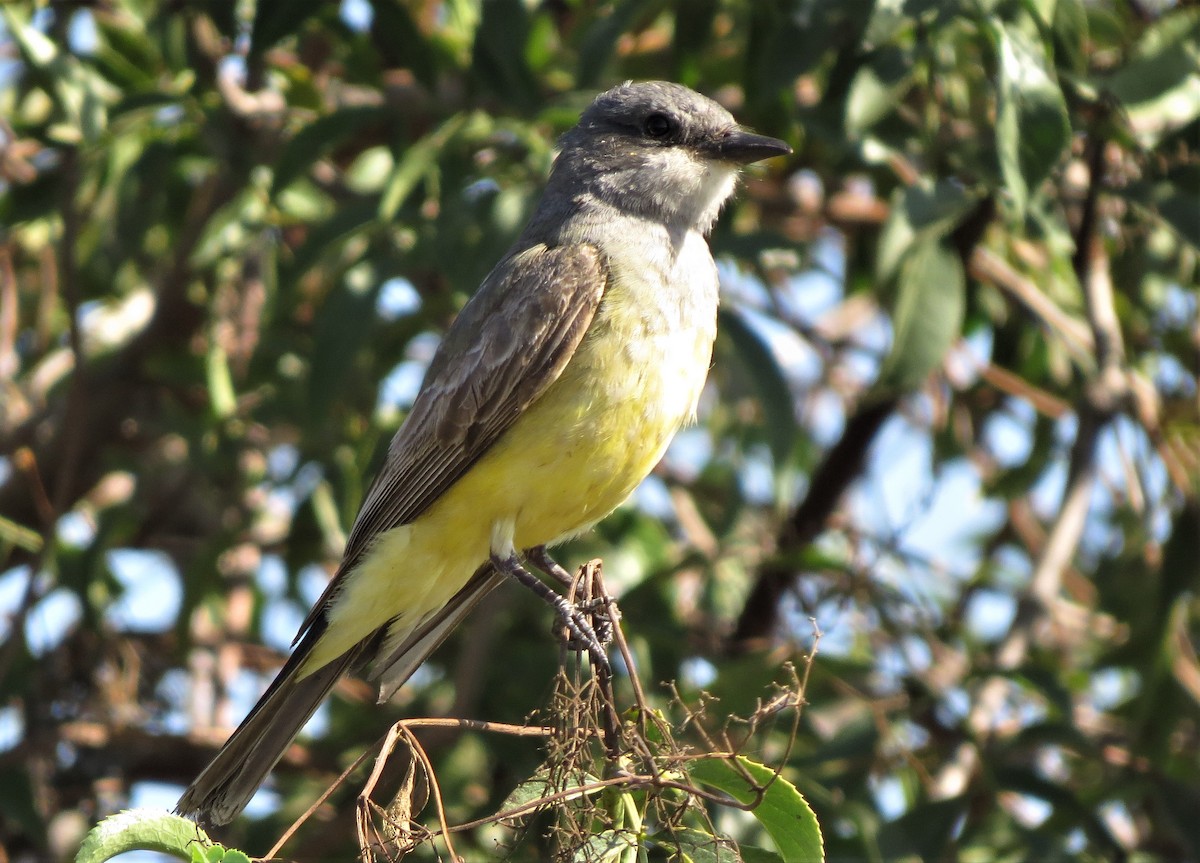 Cassin's Kingbird - ML169392941