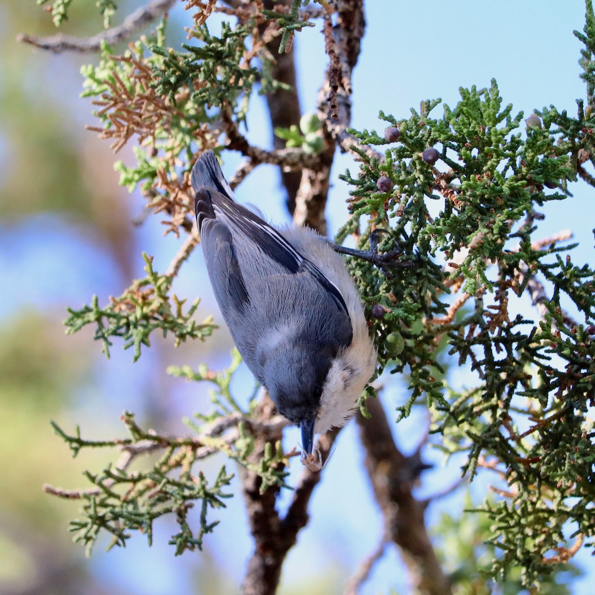 Pygmy Nuthatch - ML169393291