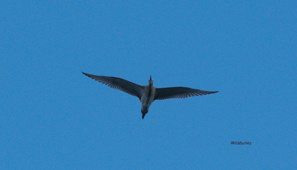 Eurasian Curlew - ML169393681
