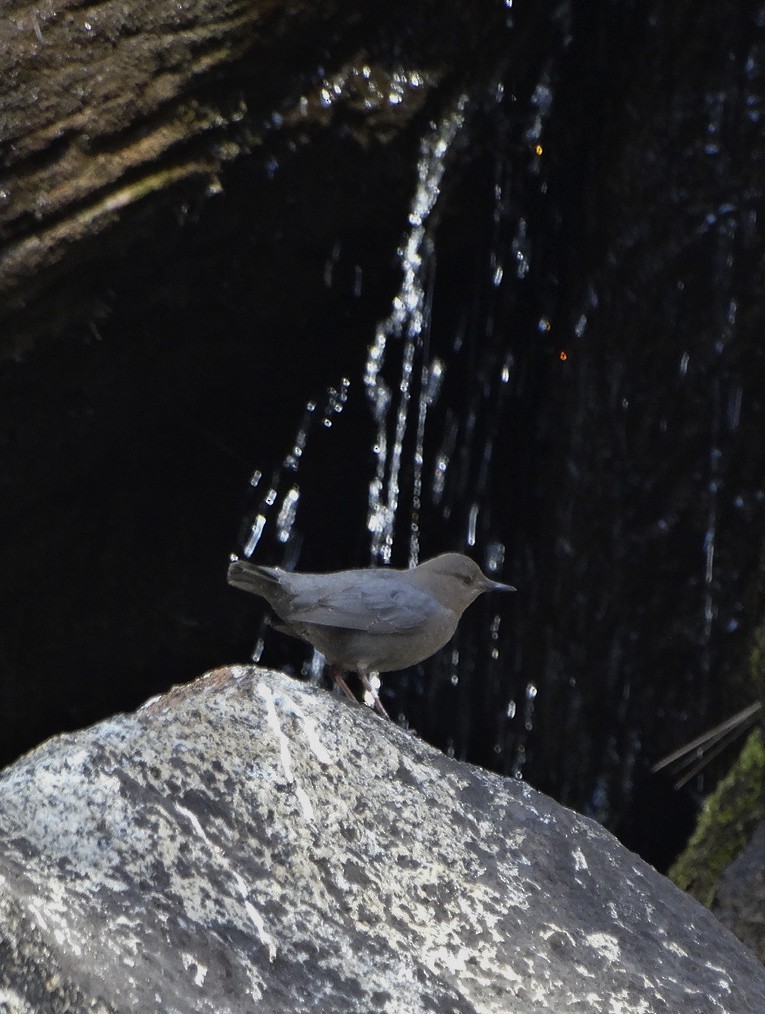 American Dipper - ML169393851