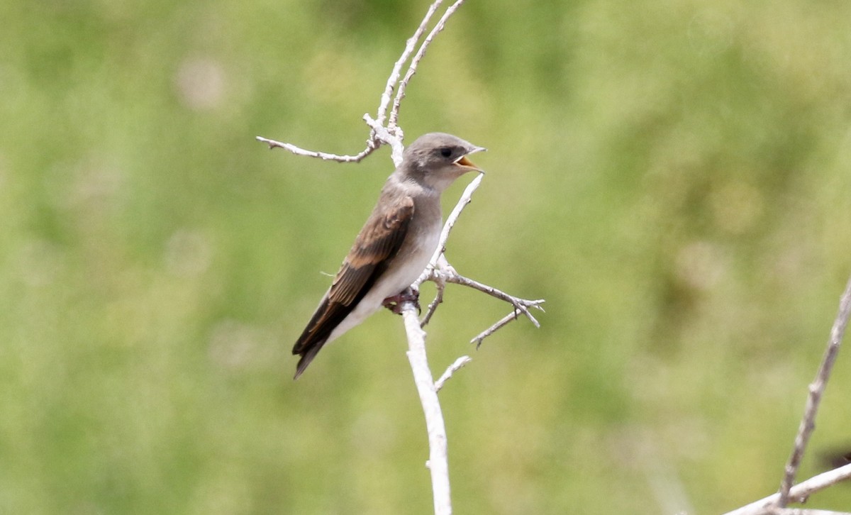 Northern Rough-winged Swallow - ML169395801