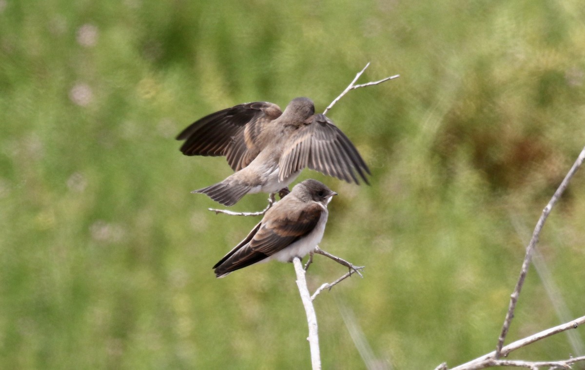 Northern Rough-winged Swallow - ML169395821