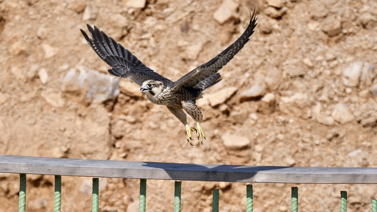 Peregrine Falcon - Chad Hutchinson