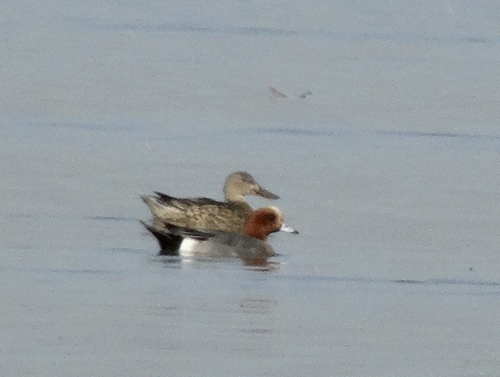 Eurasian Wigeon - Nancy Overholtz