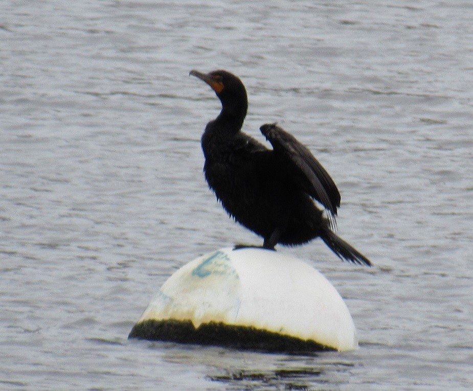 Cormoran à aigrettes - ML169399541