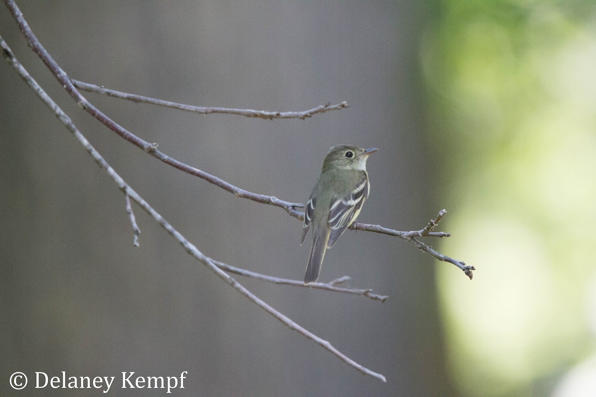 Least Flycatcher - Delaney Kempf