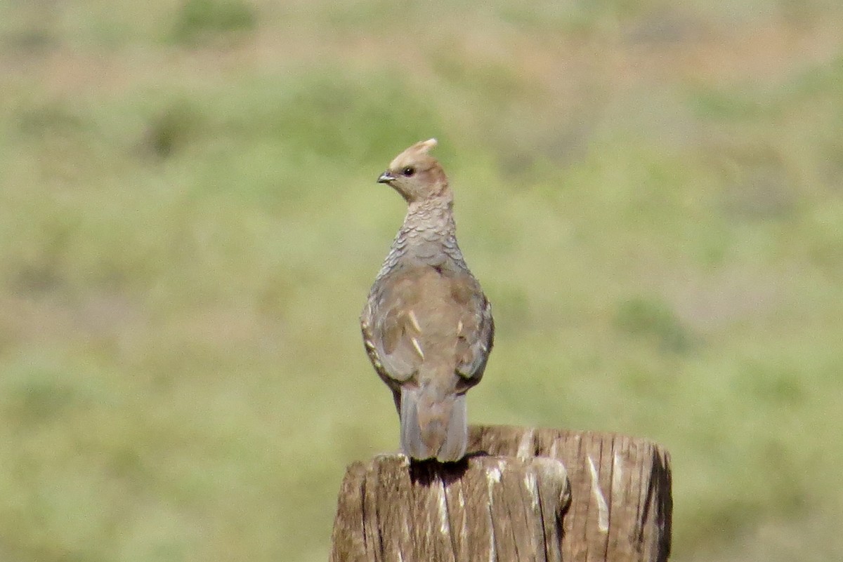 Scaled Quail - Jeanne  Burns