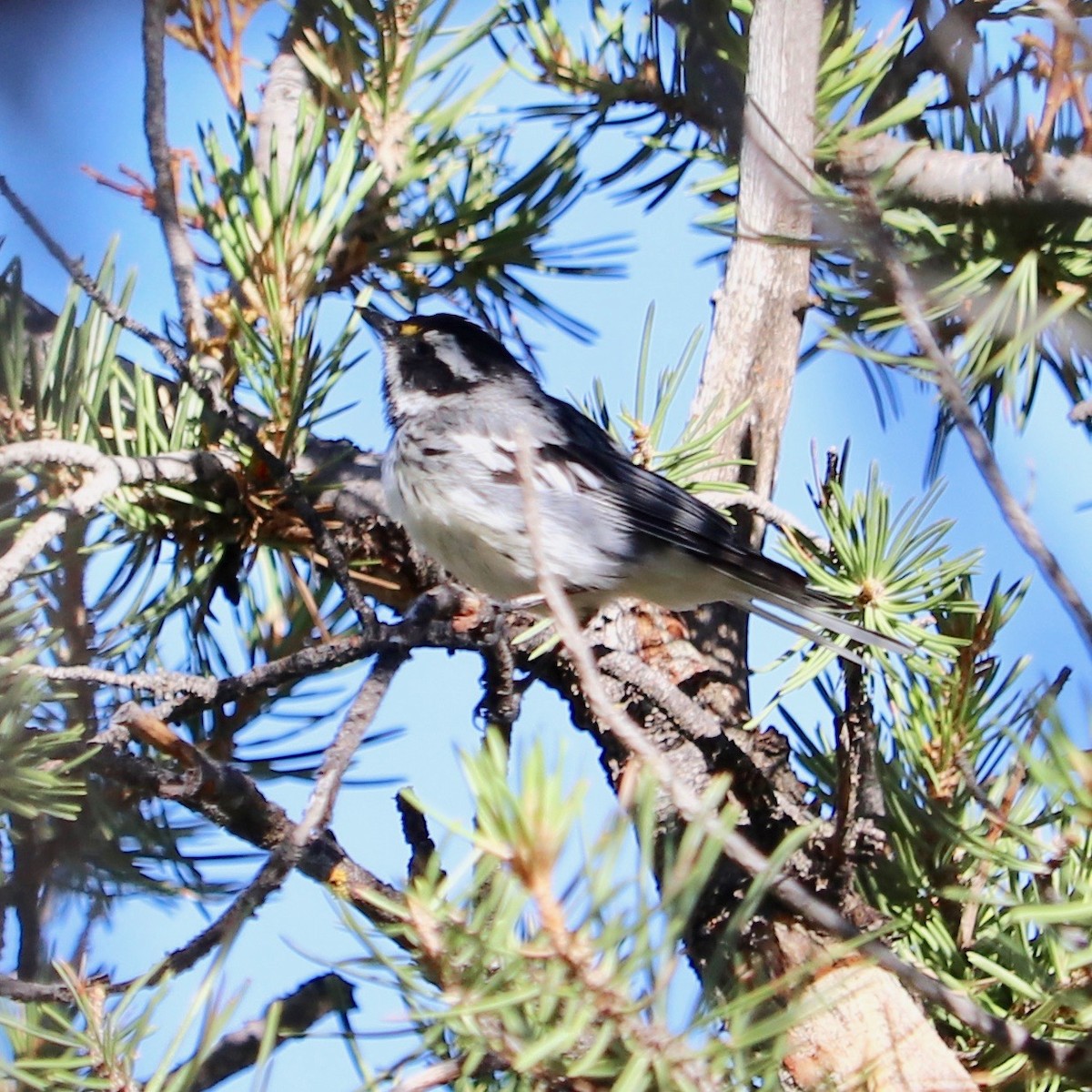 Black-throated Gray Warbler - ML169400201