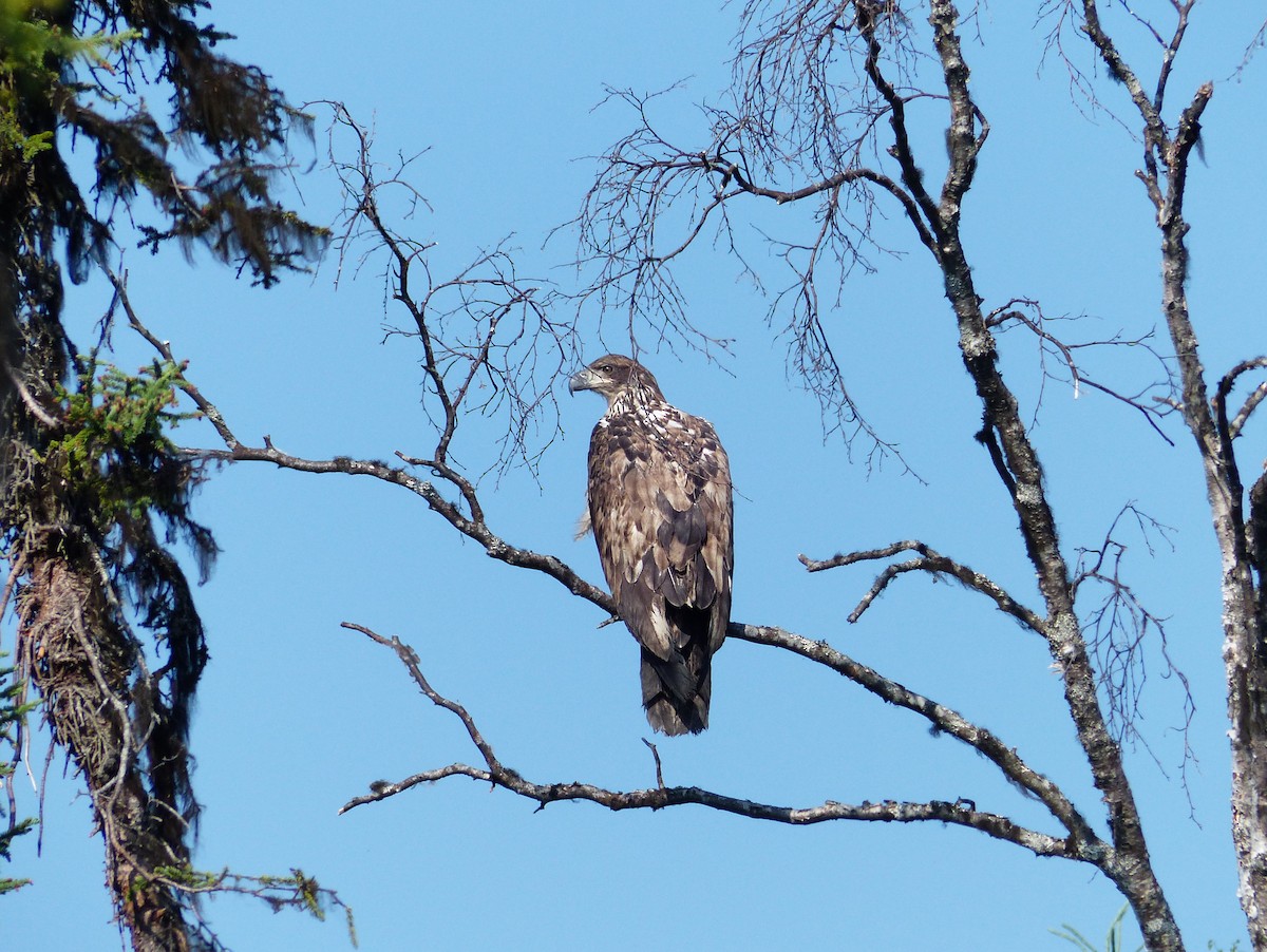 Bald Eagle - ML169400601