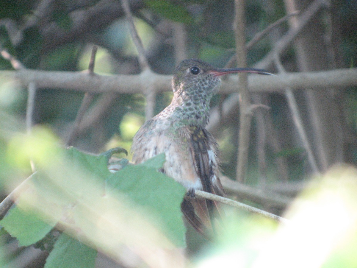 Buff-bellied Hummingbird - ML169401371