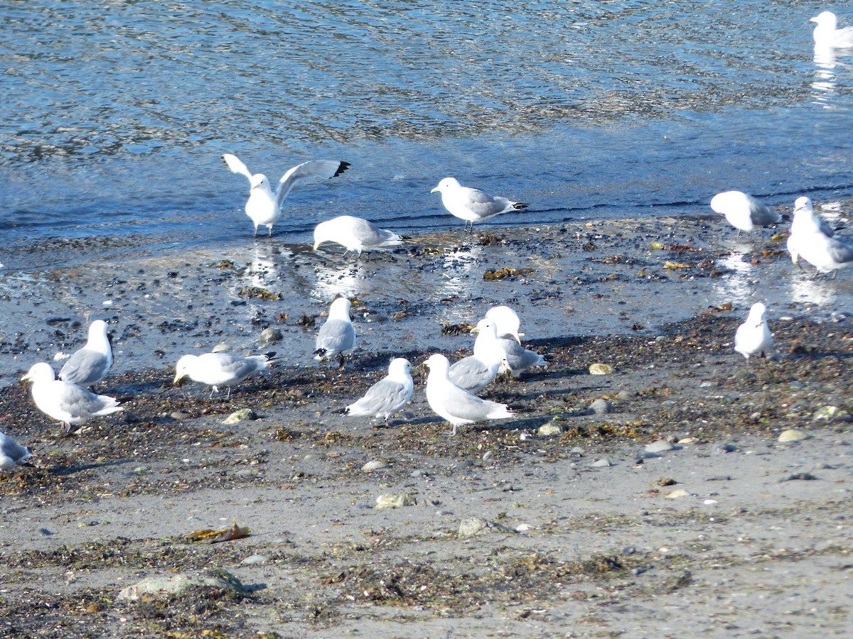 Black-legged Kittiwake - ML169401551