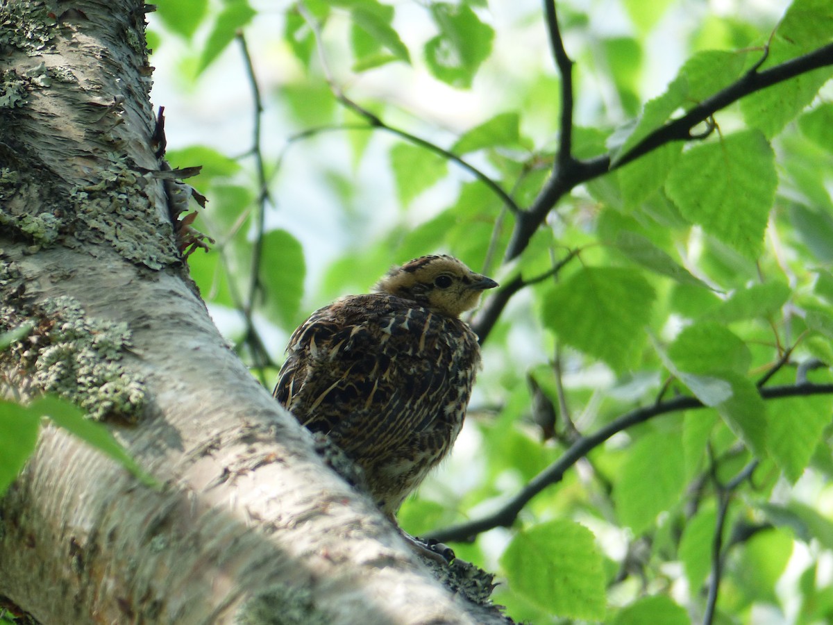 Spruce Grouse - ML169401861