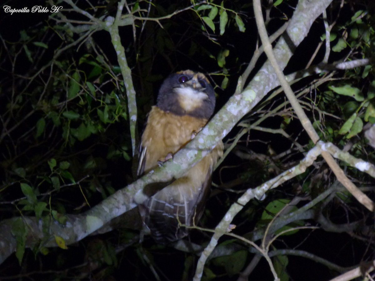 Tawny-browed Owl - ML169402941