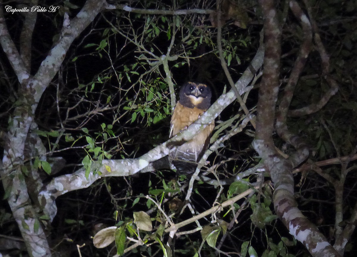 Tawny-browed Owl - ML169403031