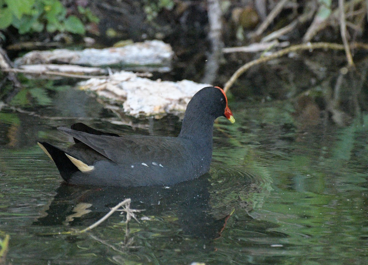 Dusky Moorhen - ML169403431