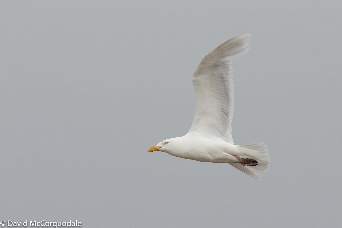 Glaucous Gull - David McCorquodale