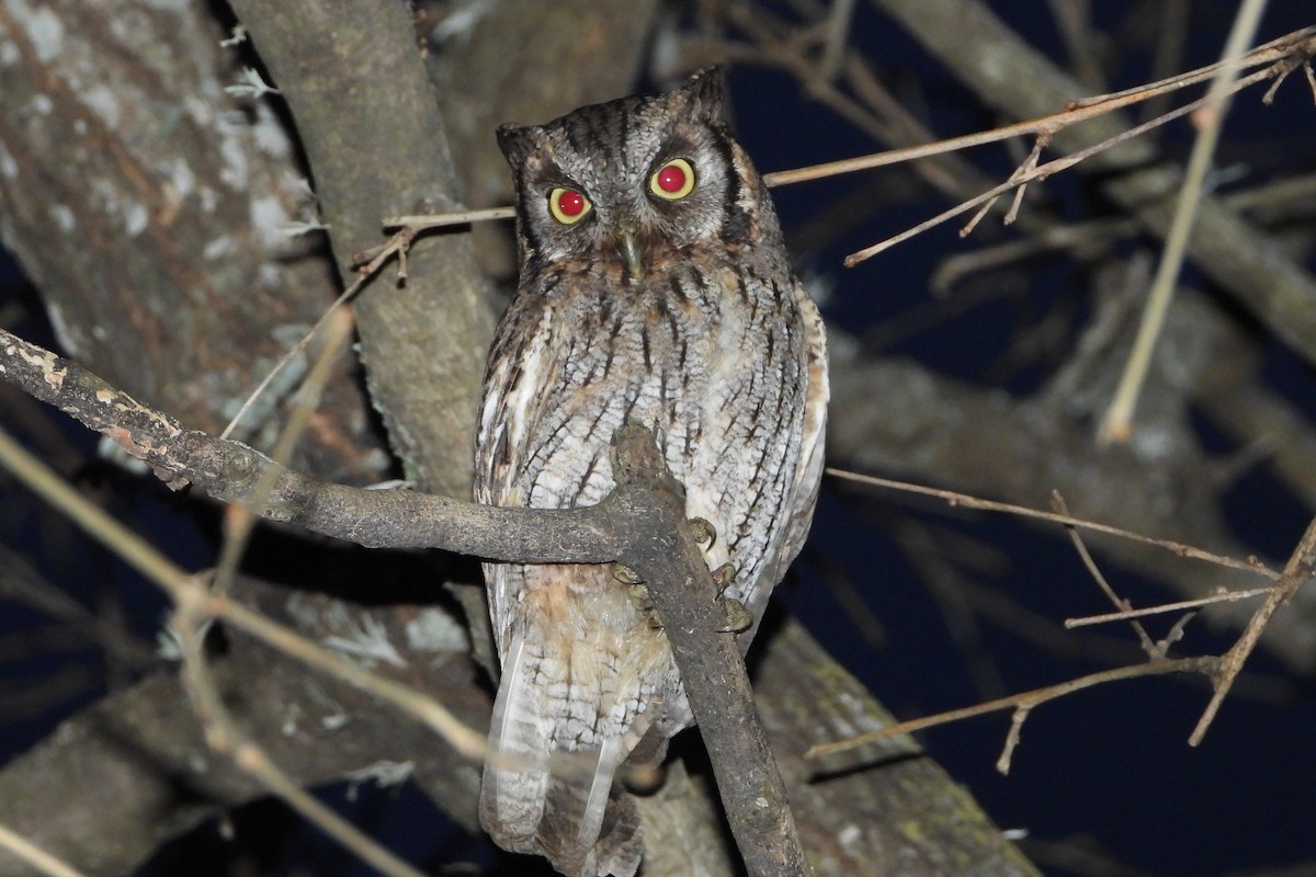 Tropical Screech-Owl - ML169404761