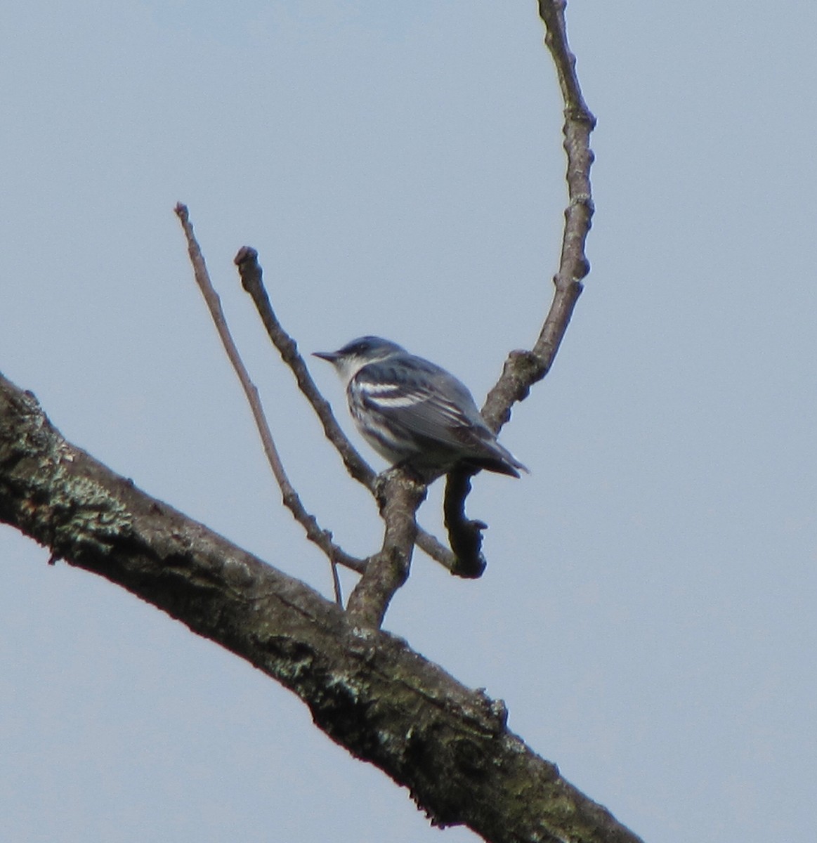 Cerulean Warbler - ML169404791
