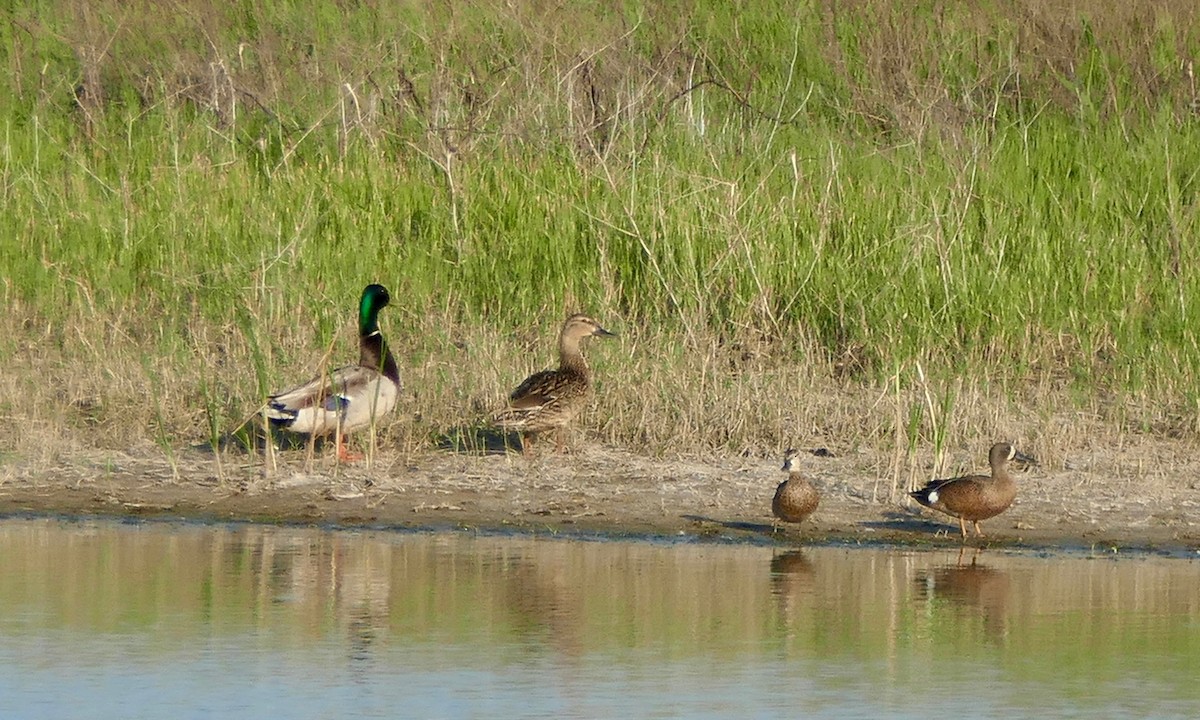 Blue-winged Teal - ML169405121