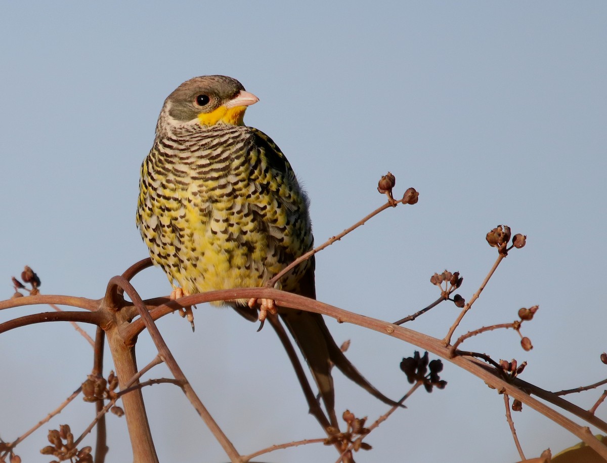 Swallow-tailed Cotinga - ML169405371