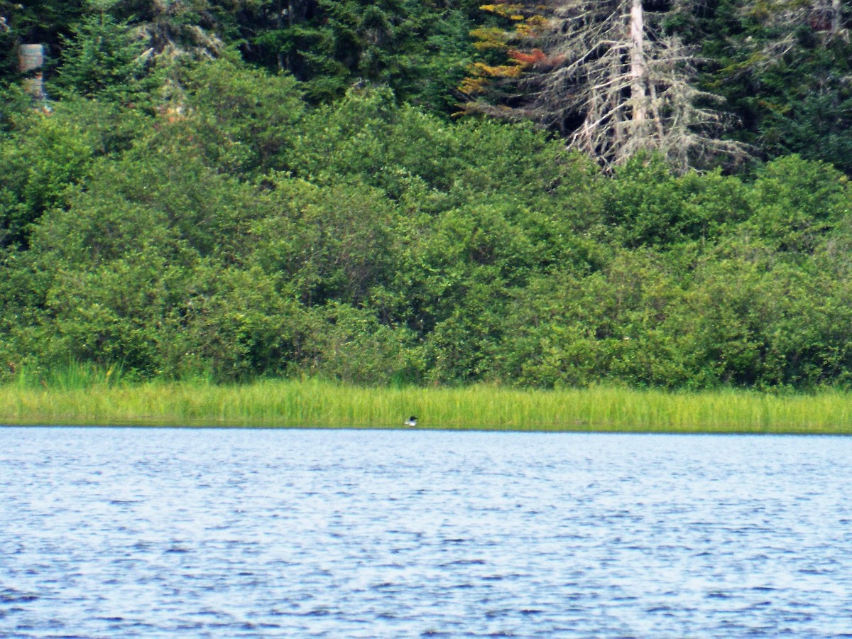 Common Loon - ML169405551