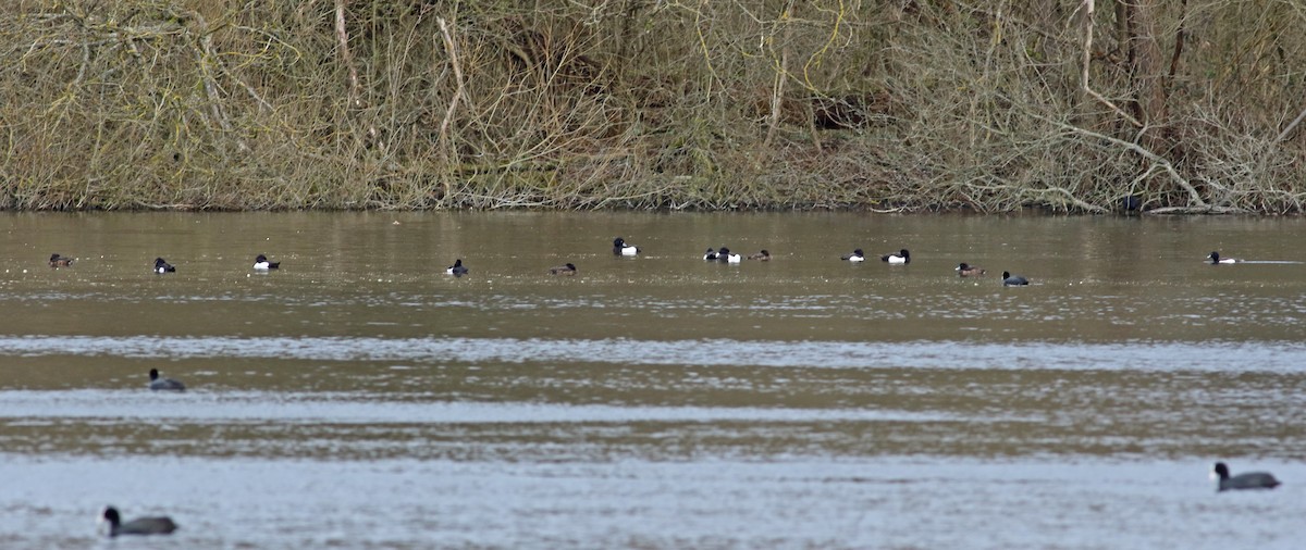 Tufted Duck - Andrew Steele