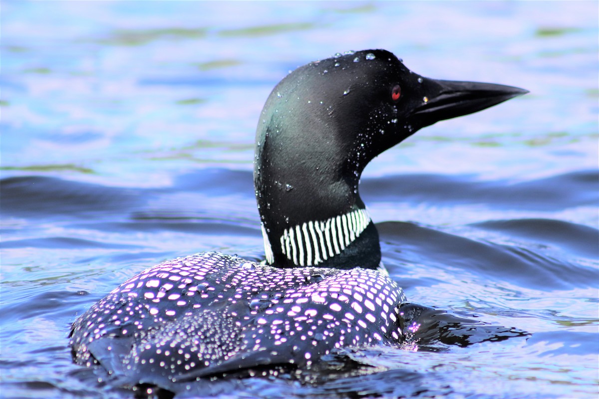 Common Loon - ML169406241