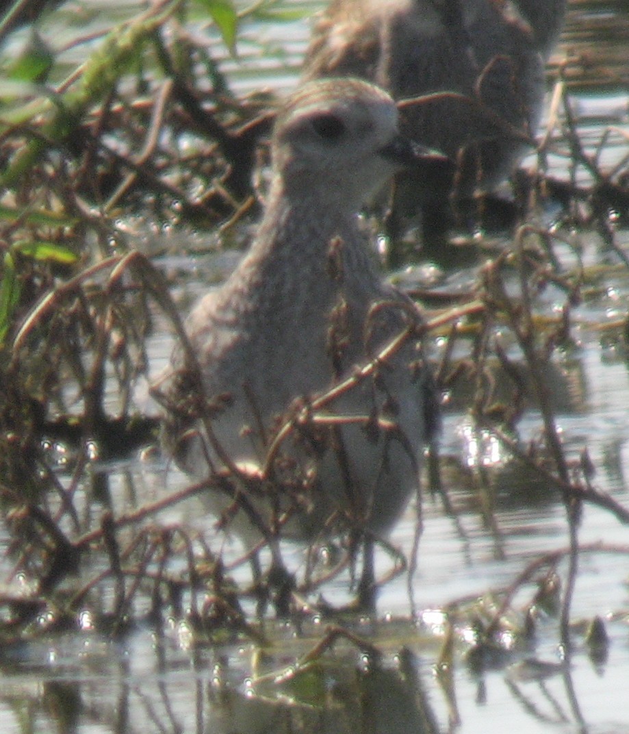 American Golden-Plover - ML169406381