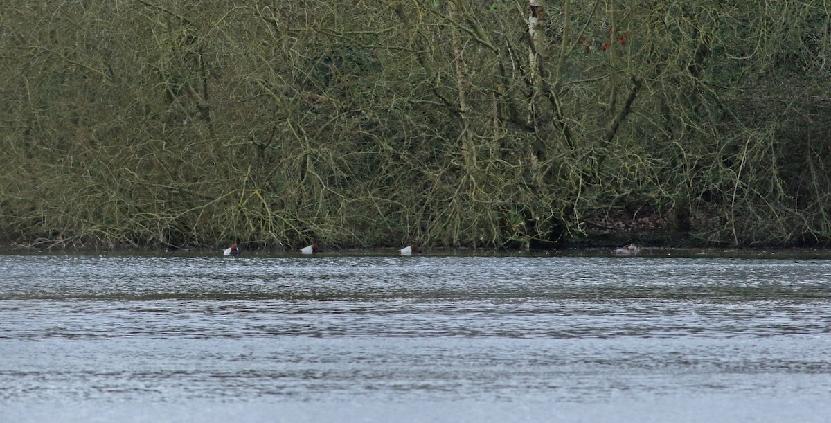 Common Pochard - ML169406601