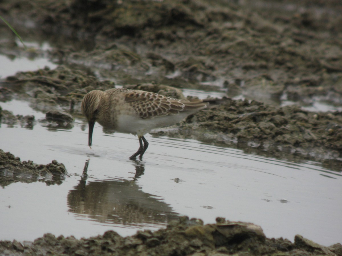 Baird's Sandpiper - ML169406741