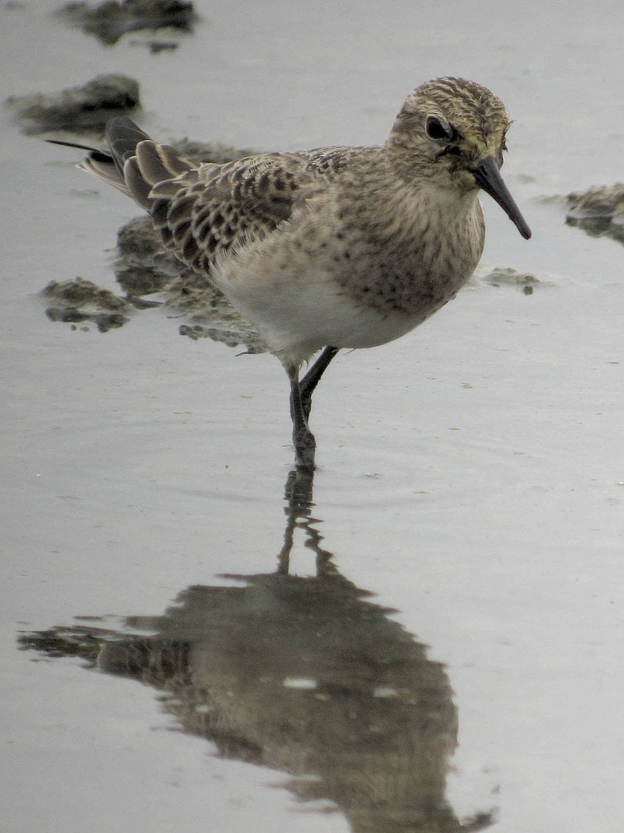 Baird's Sandpiper - ML169406791