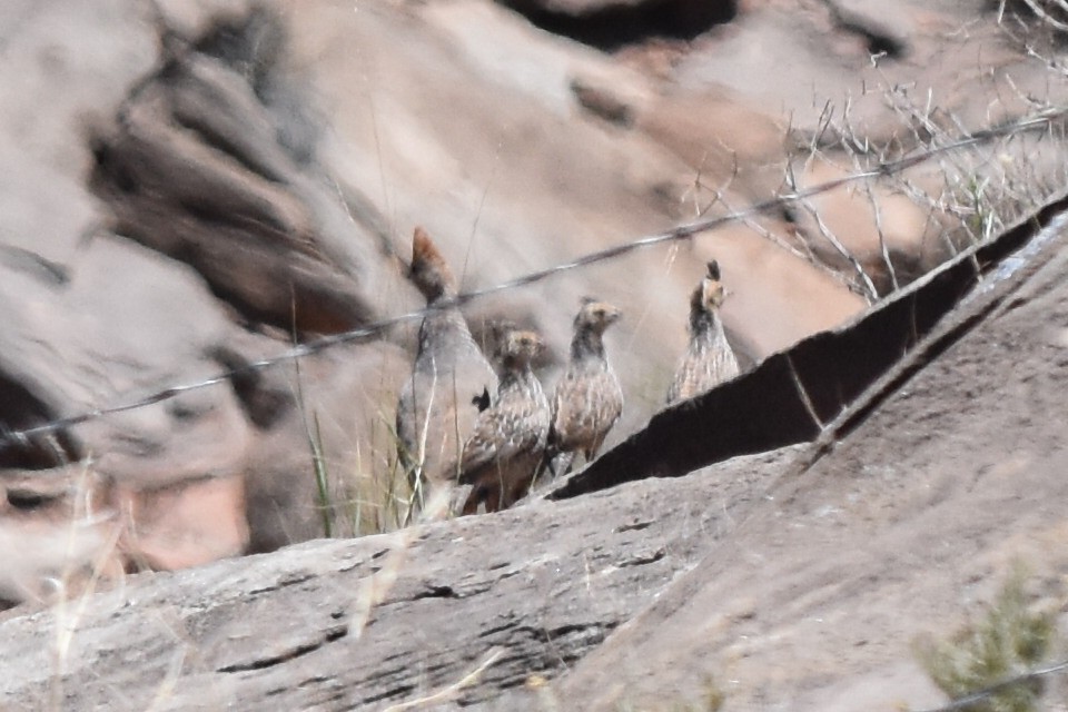 Scaled Quail - Caleb Strand