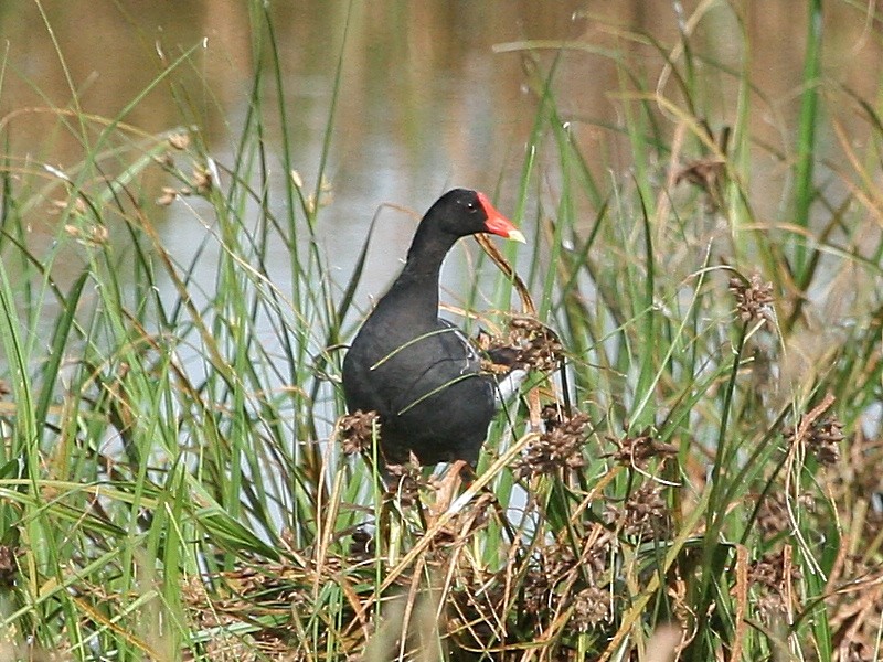 Common Gallinule - ML169407161