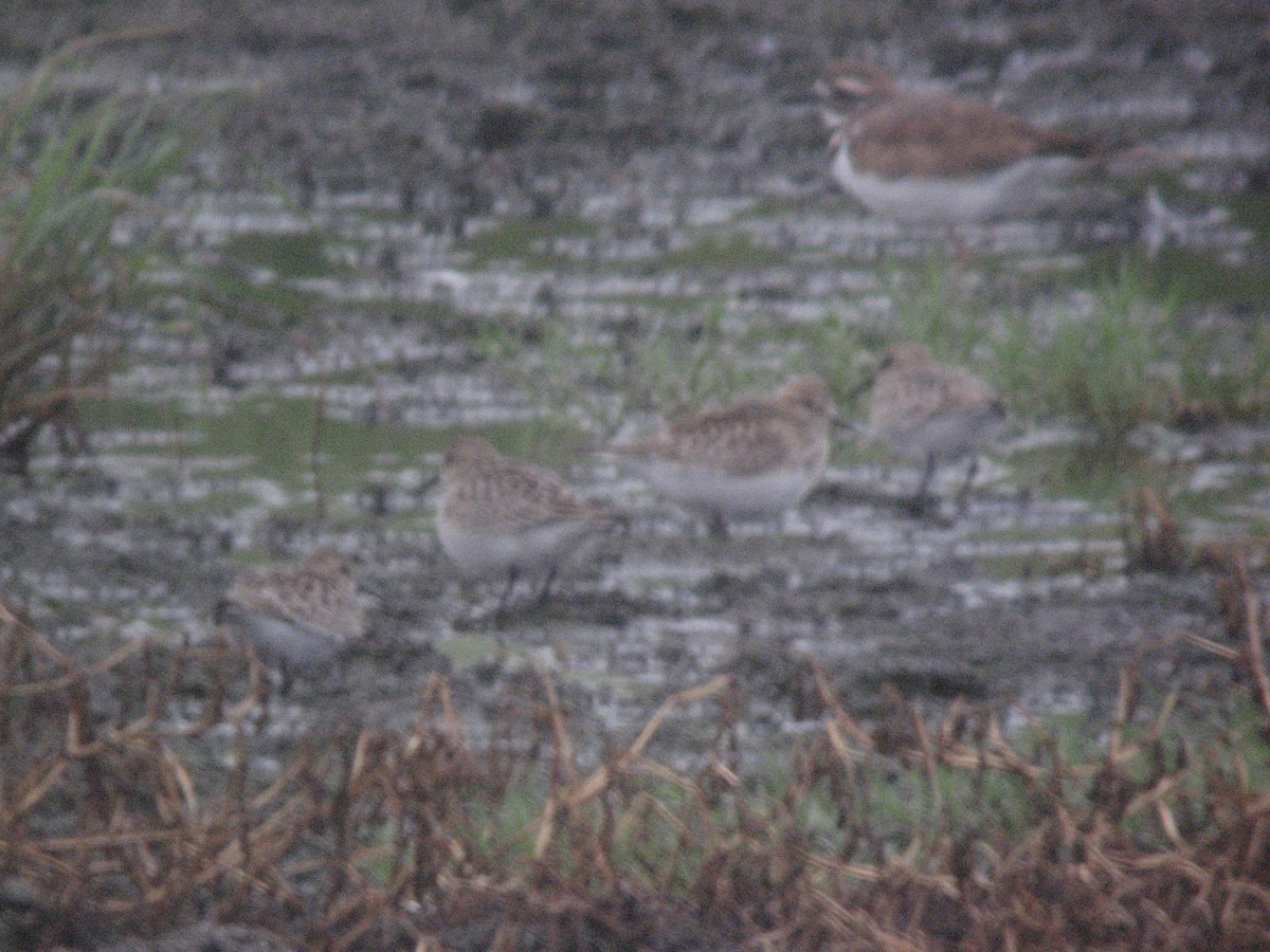 Semipalmated Sandpiper - ML169407721