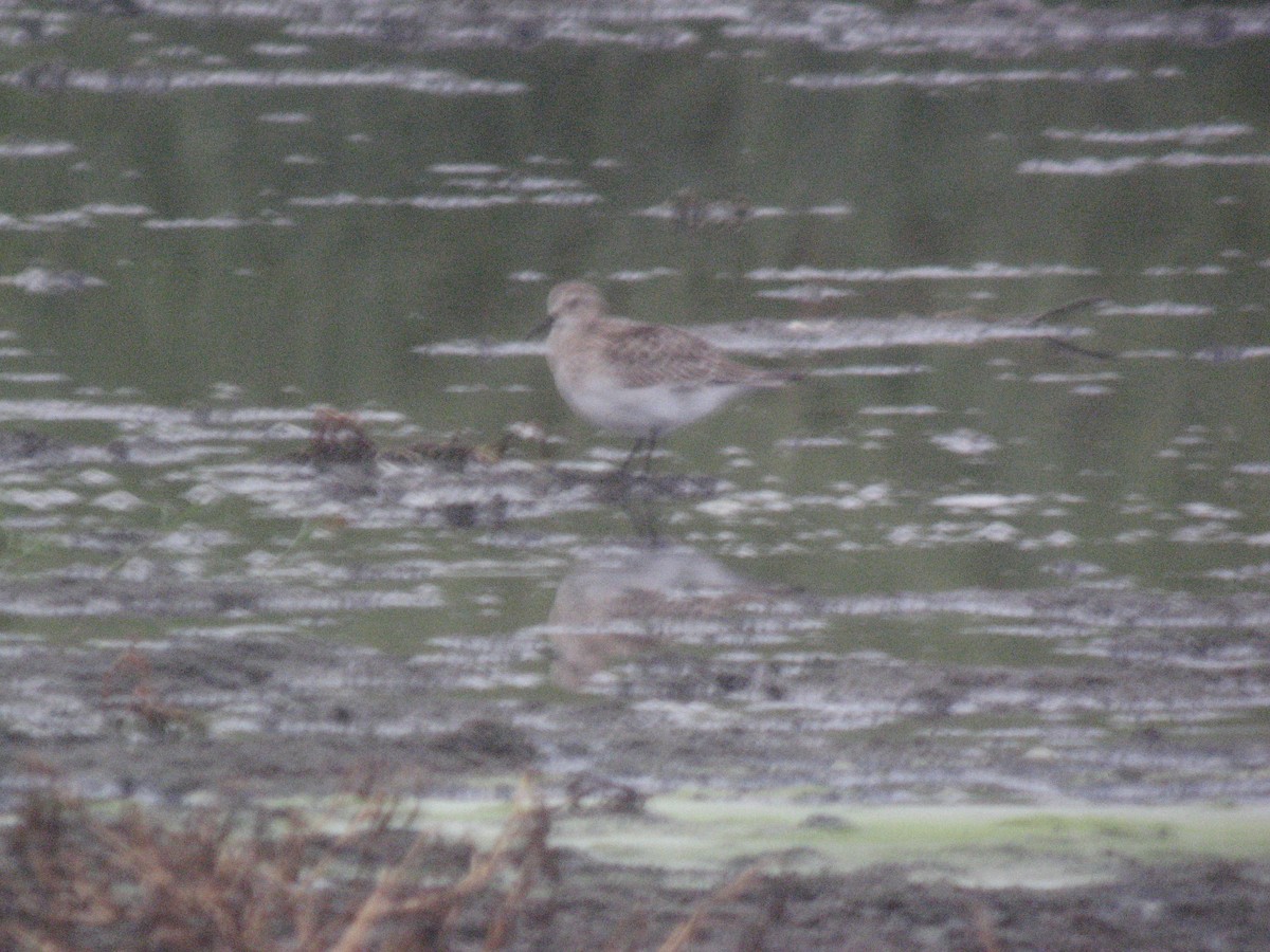 Semipalmated Sandpiper - ML169407741