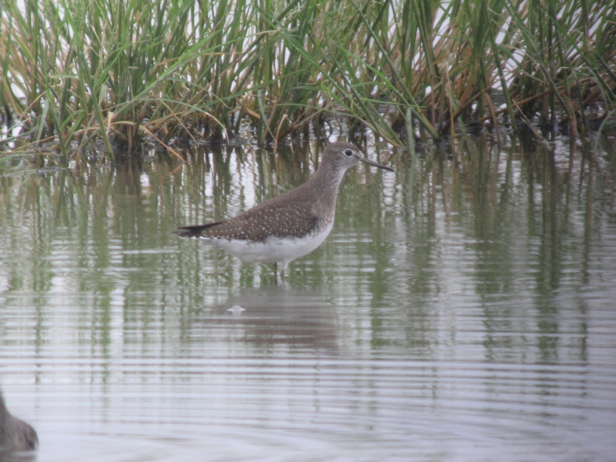 Solitary Sandpiper - ML169407841