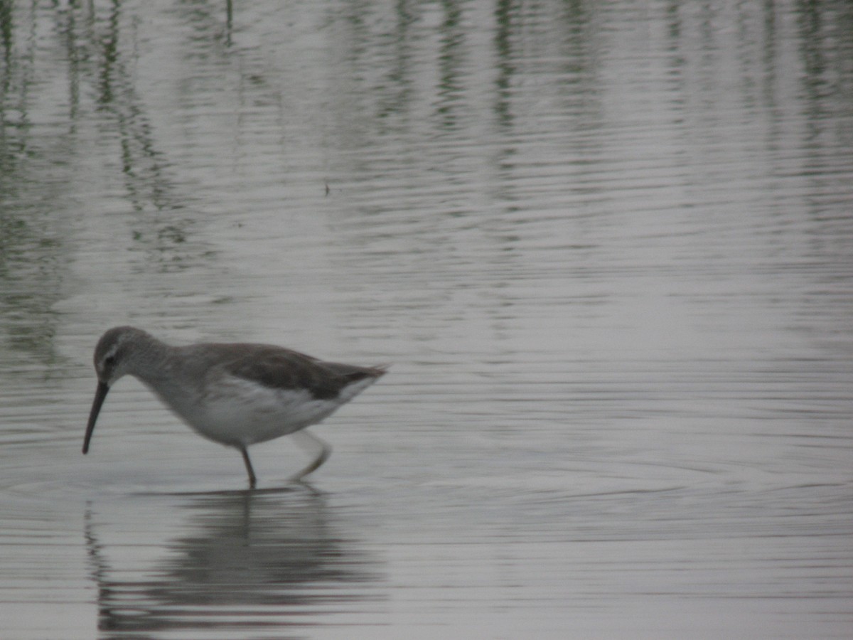 Stilt Sandpiper - ML169407931