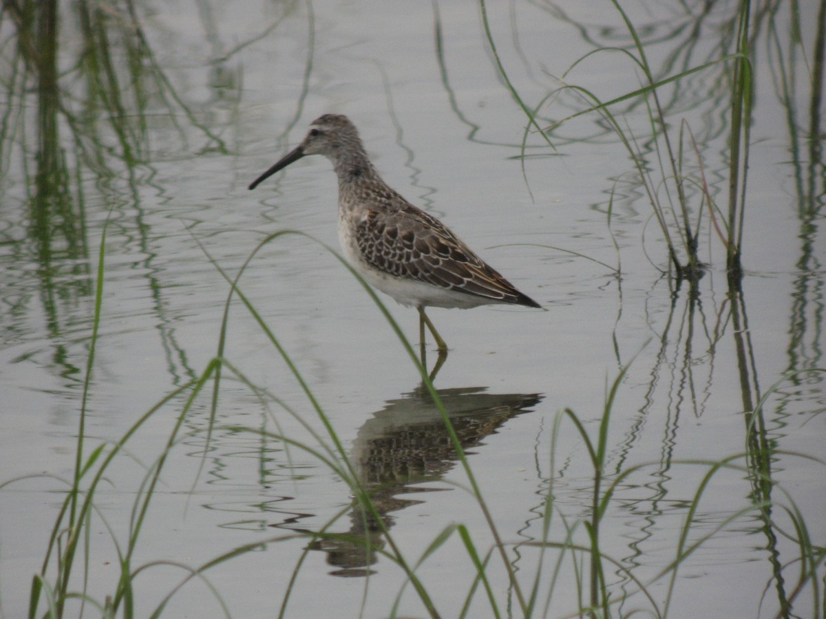 高蹺濱鷸 - ML169408031
