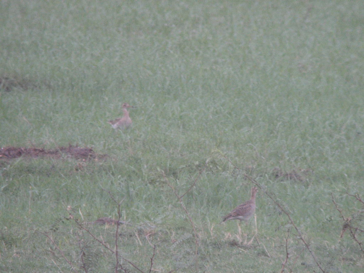 Upland Sandpiper - ML169408361