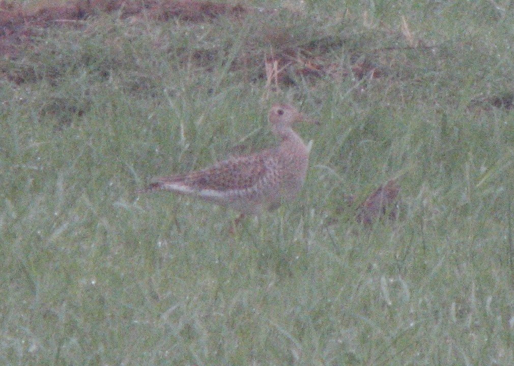 Upland Sandpiper - ML169408451