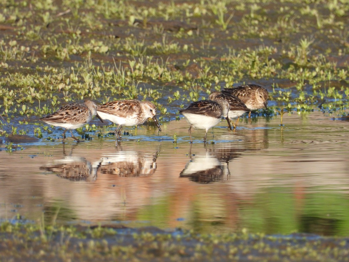 Western Sandpiper - Nick Mrvelj