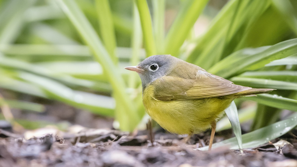 Connecticut Warbler - ML169409141